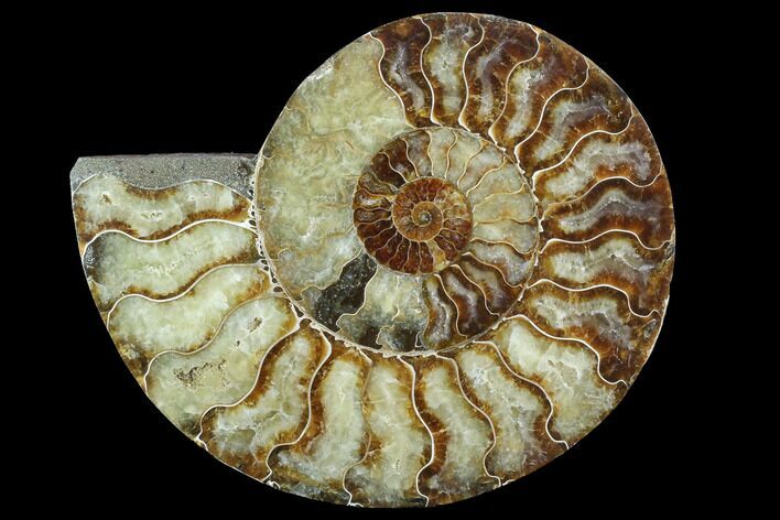 Cut Ammonite Fossil (Half) - Agatized #97745